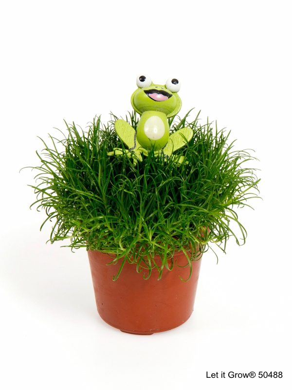 Sagina 5,5 cm Frog