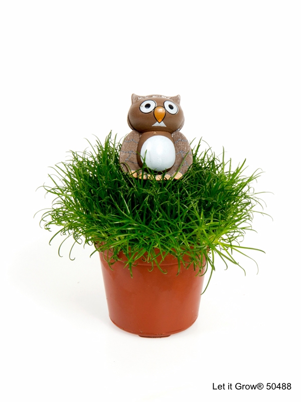 Sagina 5,5 cm Owl