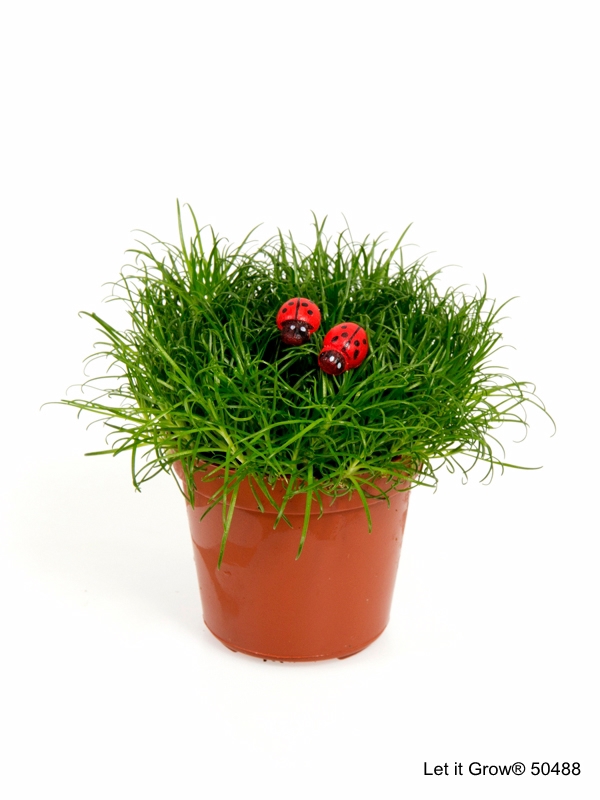 Sagina 5,5 cm Ladybird