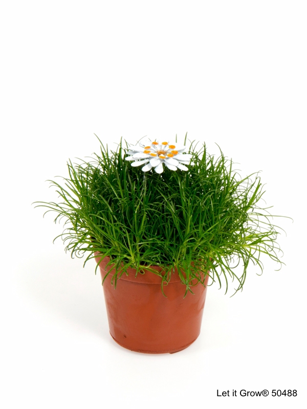 Sagina 5,5 cm Flower