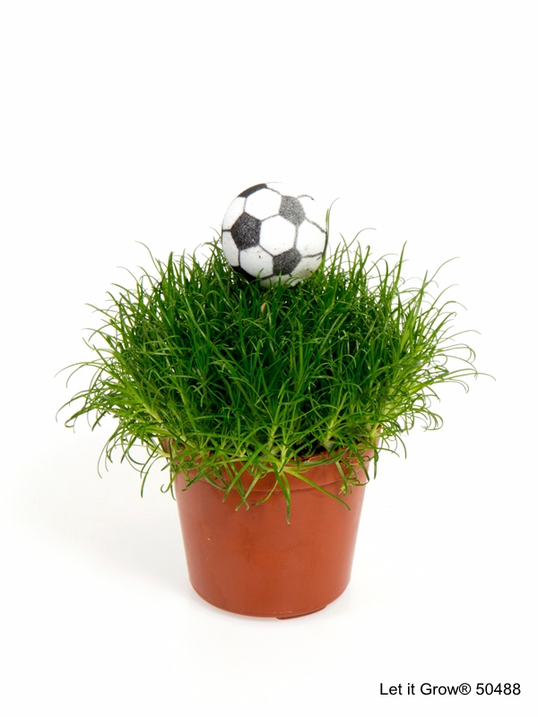 Sagina 5,5 cm Football