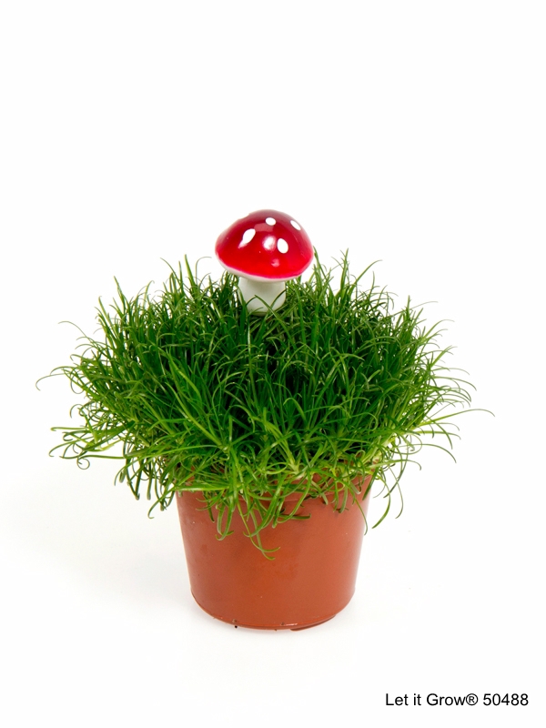 Sagina 5,5 cm Mushroom
