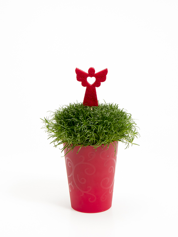 Sagina 5,5 cm. m/ Filtengel i Elegante potte