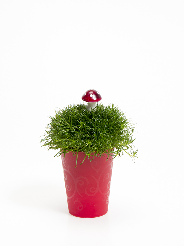 Sagina 5,5 cm. m/ Svamp i Elegante potte