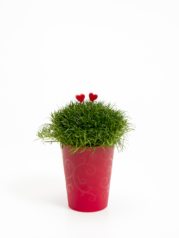 Sagina 5,5 cm. m/ Hjerter i Elegante potte