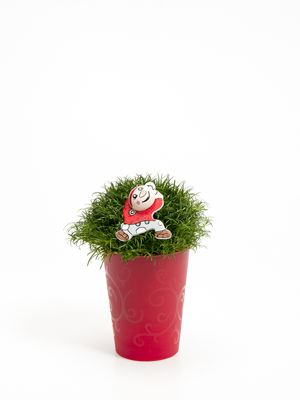 Sagina 5,5 cm. m/ Nisse i Elegante potte