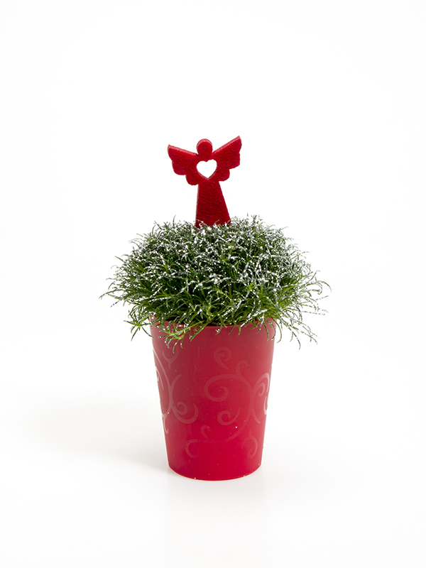 Sagina 5,5 cm. m/ Filtengel og glimmer i Elegante potte