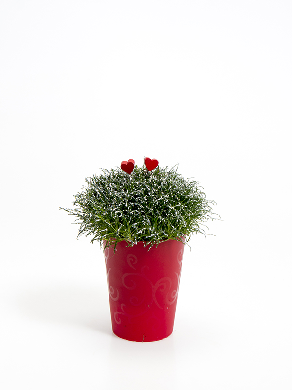 Sagina 5,5 cm. m/ Hjerter og glimmer i Elegante potte