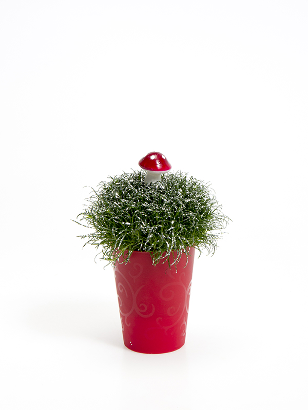 Sagina 5,5 cm. m/ Svamp og glimmer i Elegante potte