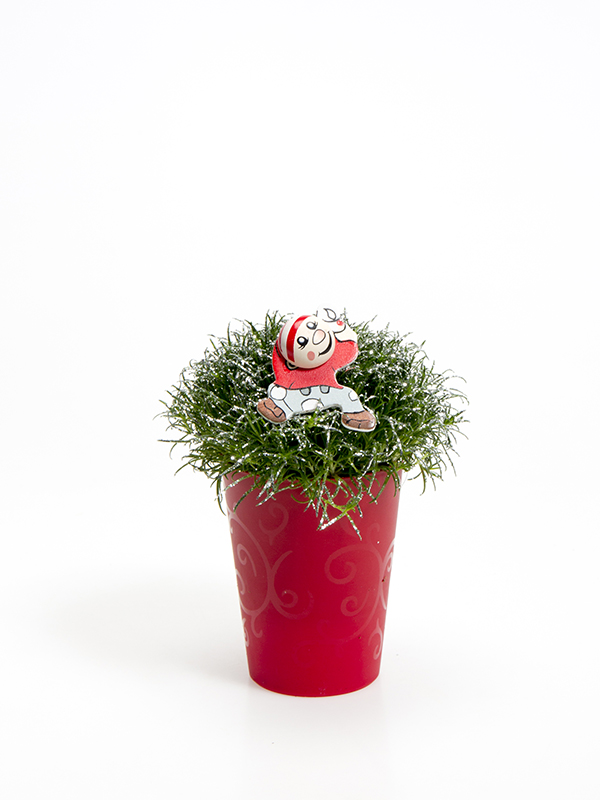 Sagina 5,5 cm. m/ Nisse og glimmer i Elegante potte