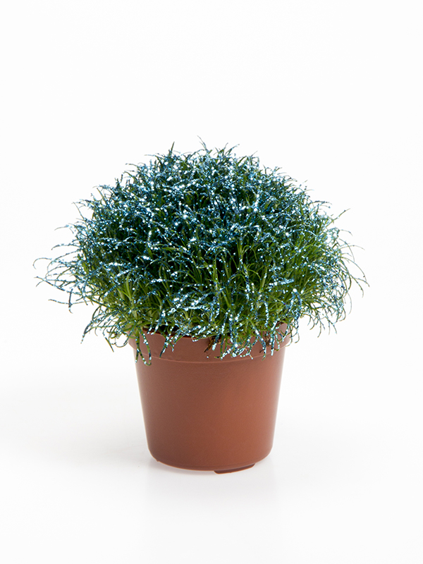 Colorina - Blue