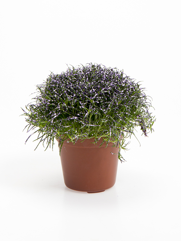 Colorina - Lavender