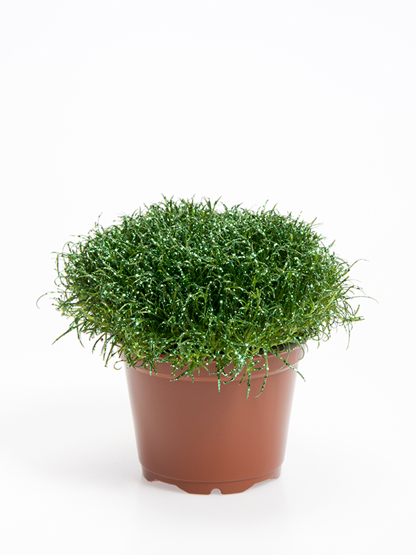 Colorina - Green