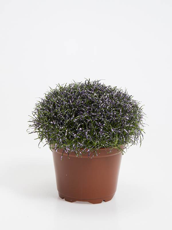 Colorina - Lavender