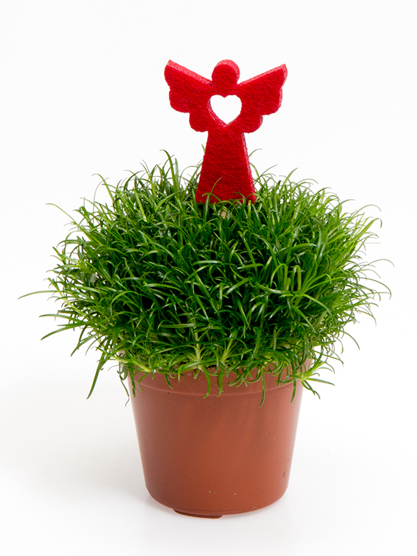 5,5 cm Sagina og filtengel