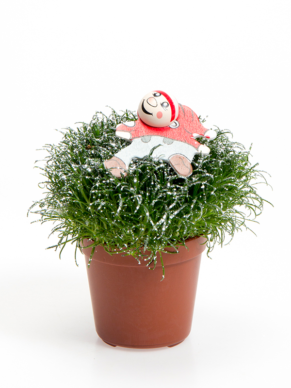 5,5 cm Sagina Glimmer og nisse