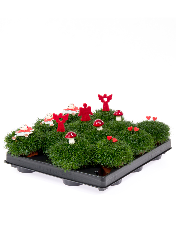 5,5 cm Sagina og pynt