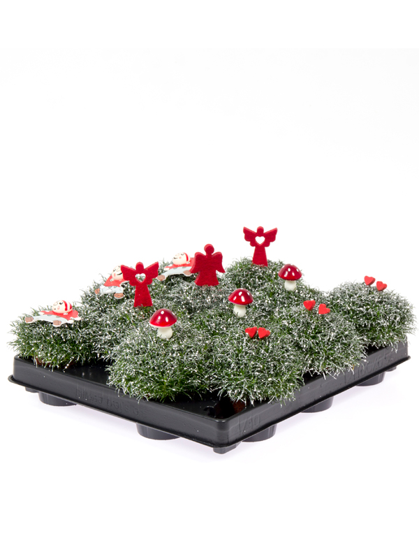 5,5 cm Sagina Glimmer og pynt
