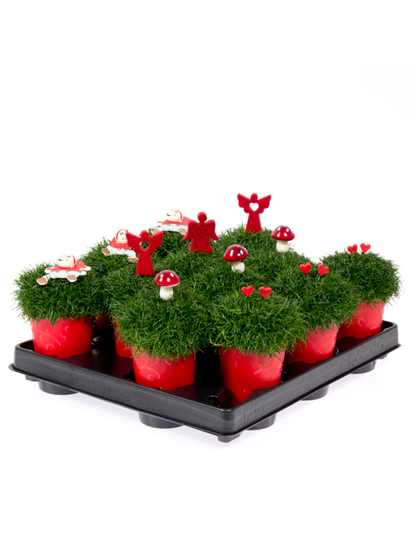 Sagina 5,5 cm. m/ pynt i Elegante potte
