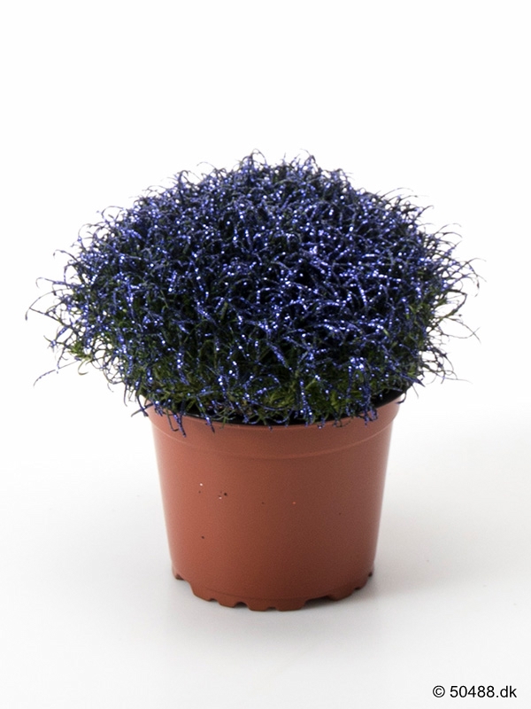Colorina - Metalic Purple