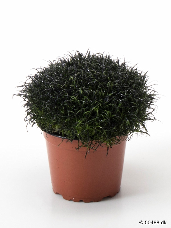 Colorina - Metalic Black