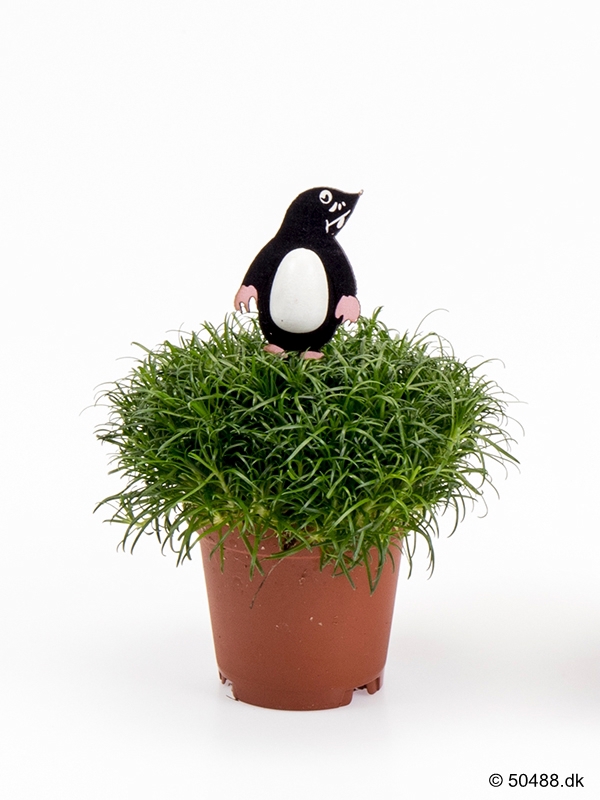 Sagina MOLE