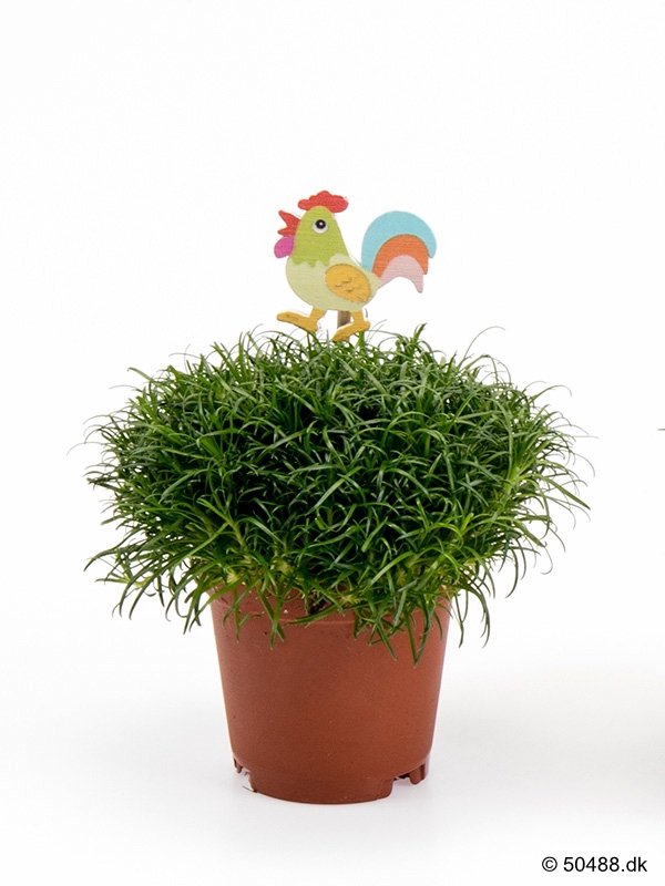 Sagina ROOSTER