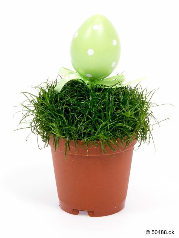 Sagina EGG