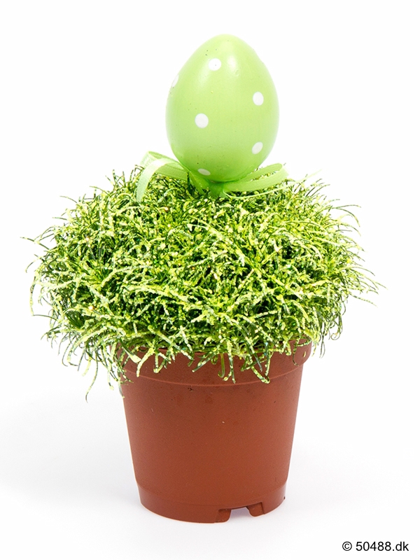 Sagina EGG Glitter