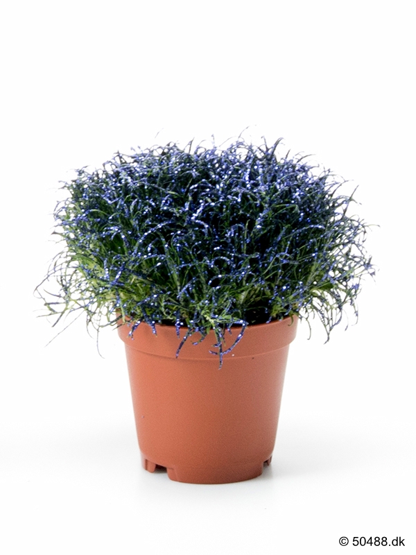 Colorina - Metal Purple