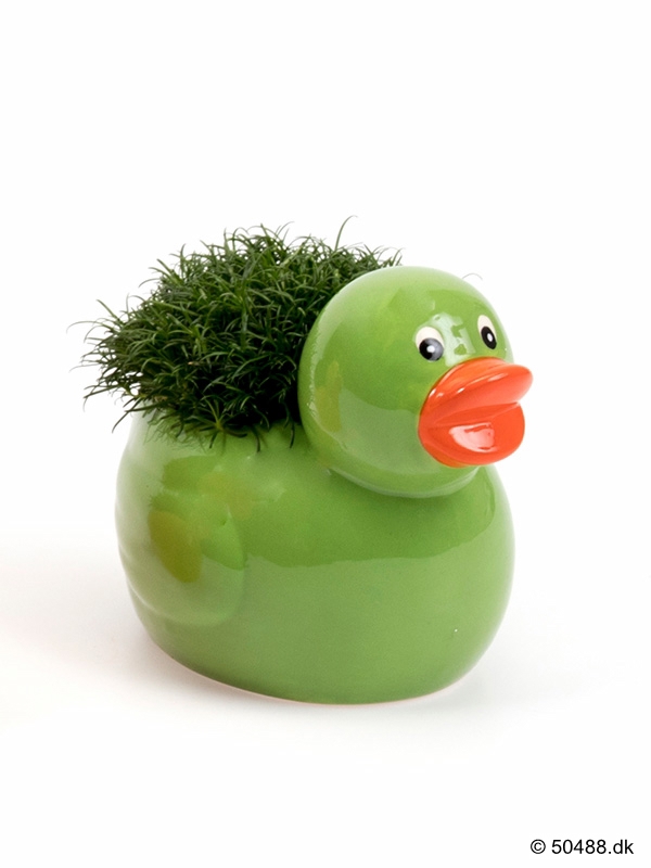 Sagina in Ceramic Duck