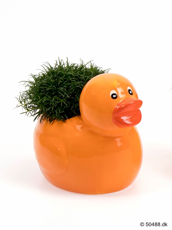 Sagina in Ceramic Duck