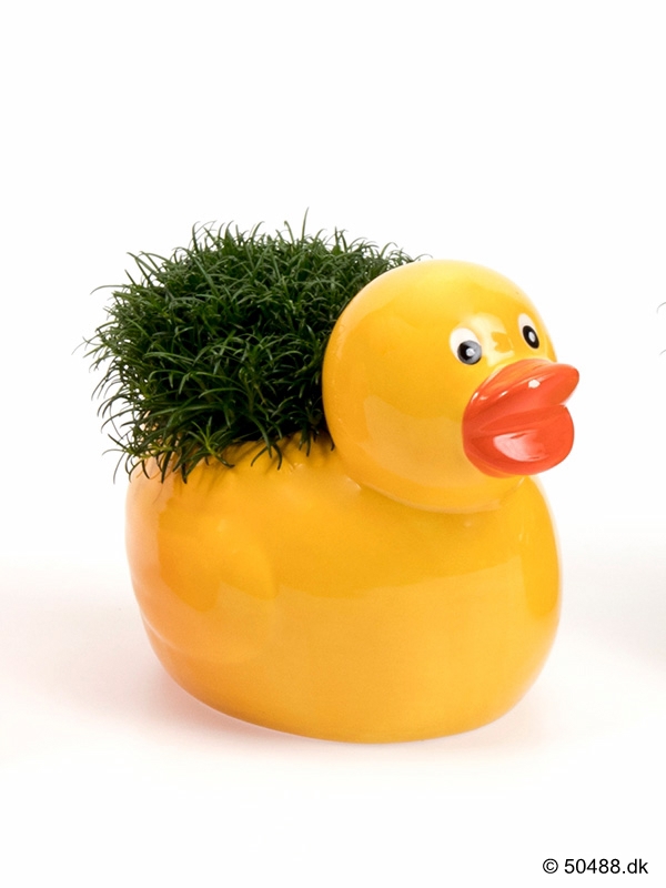 Sagina in Ceramic Duck