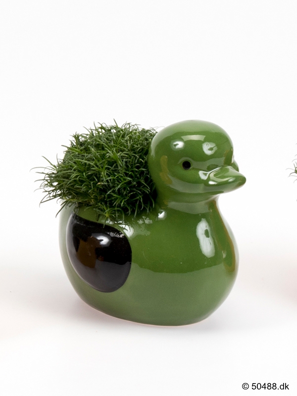 Sagina in Ceramic Duck