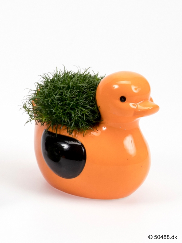 Sagina in Ceramic Duck