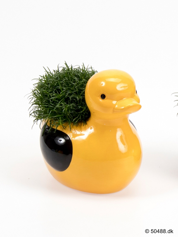 Sagina in Ceramic Duck