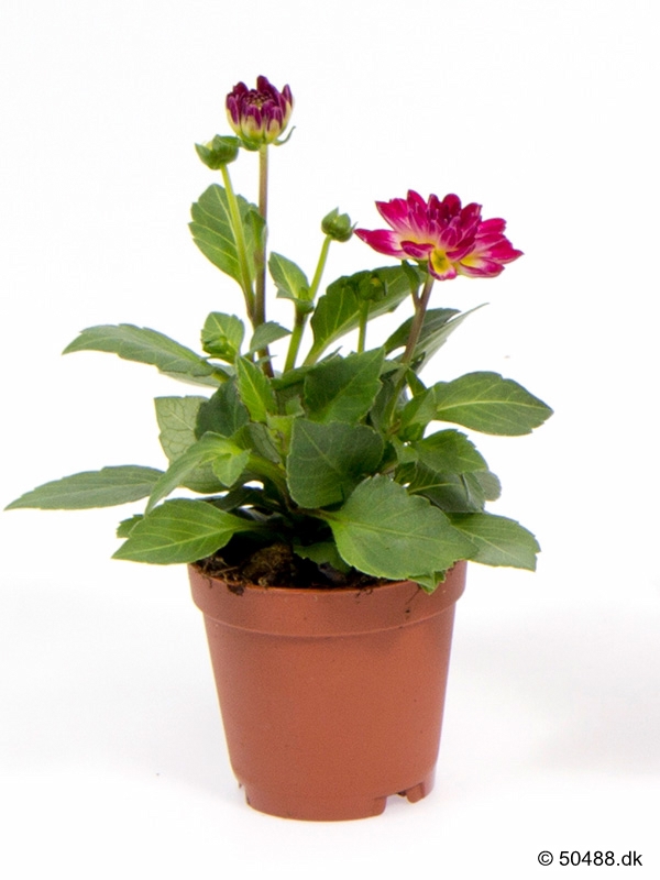 Dahlia hybrid mini