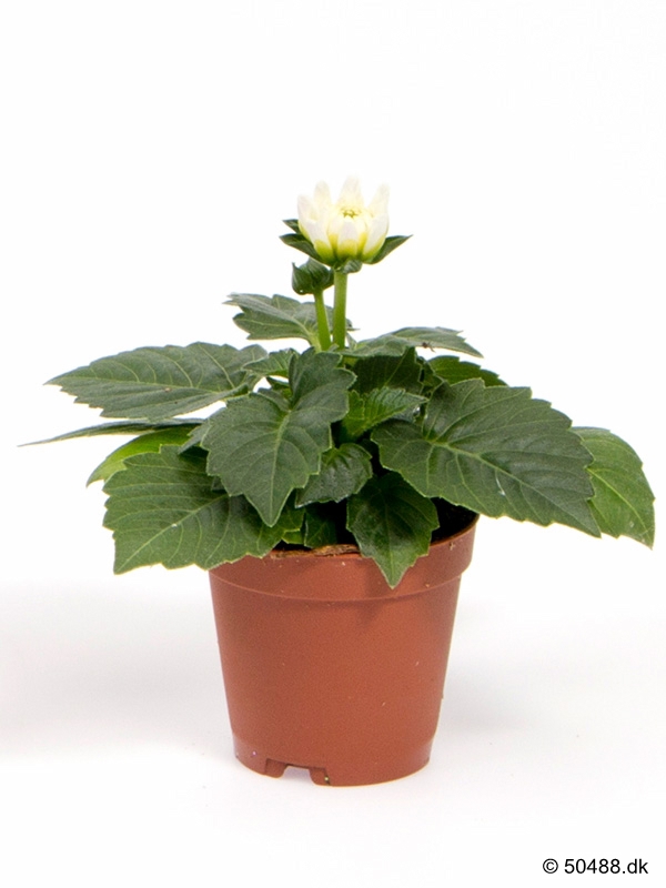 Dahlia hybrid mini