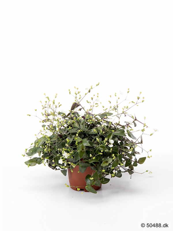 Tradescantia Geniculata - 5,5 cm