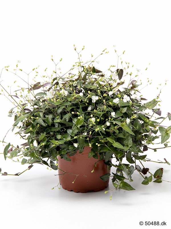 Tradescantia Geniculata - 9 cm