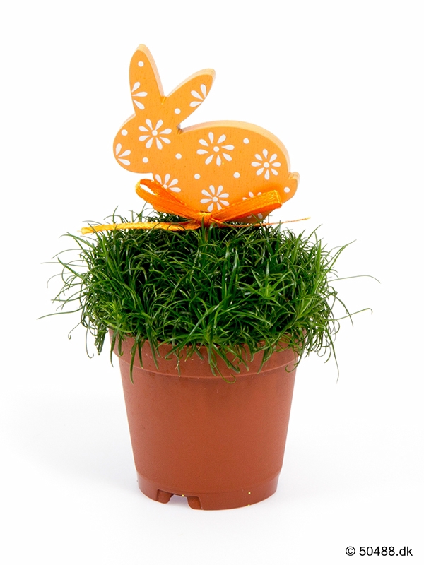Sagina RABBIT