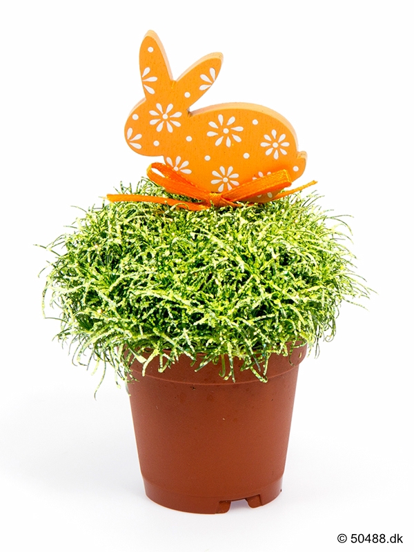 Sagina RABBIT Glitter
