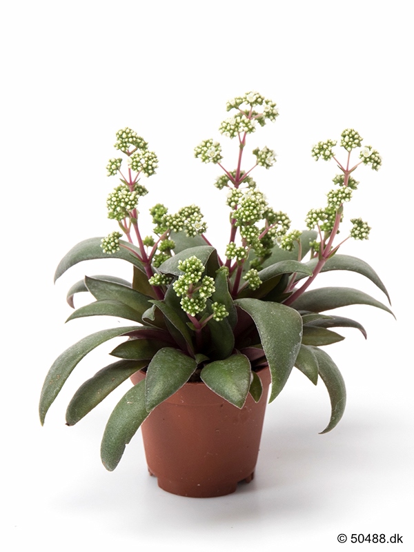 Crassula Rosularis - 5,5 cm