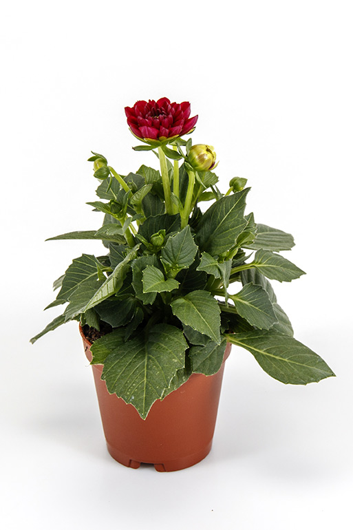 Dahlia hybrid mini