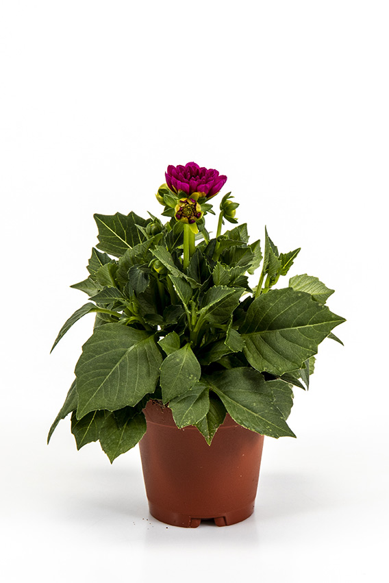 Dahlia hybrid mini