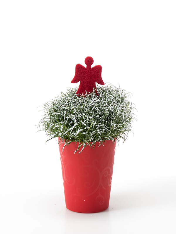 Sagina 5,5 cm. m/ Filtengel og SNOW i Elegante potte