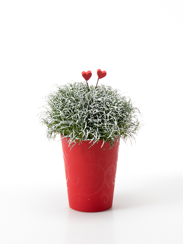 Sagina 5,5 cm. m/ Hjerter og SNOW i Elegante potte