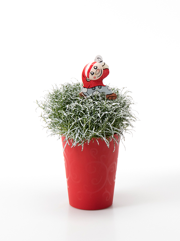 Sagina 5,5 cm. m/ Nisse og SNOW i Elegante potte