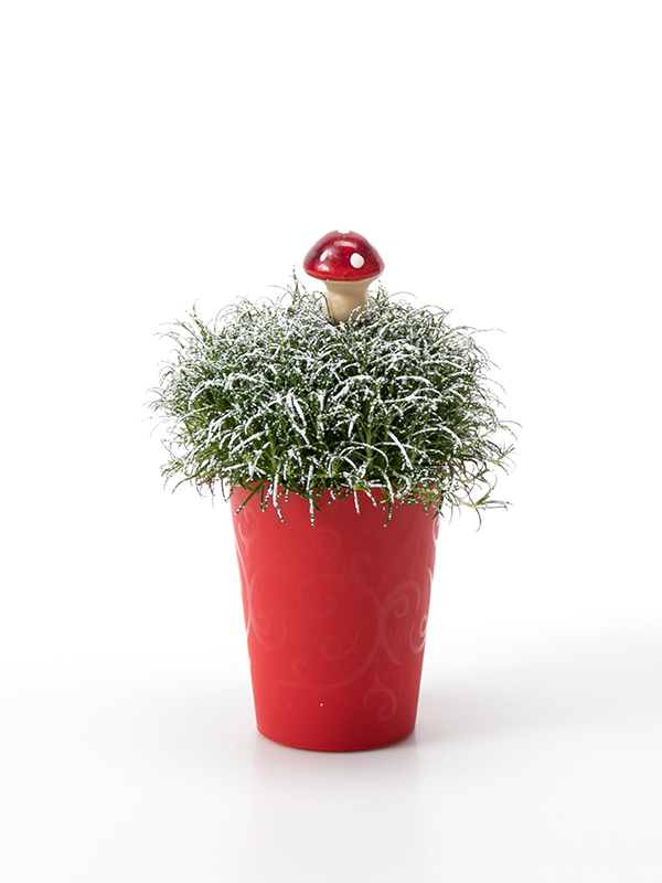Sagina 5,5 cm. m/ Fluesvamp og SNOW i Elegante potte