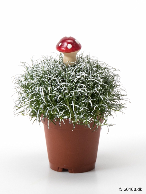 5,5 cm Sagina SNOW og fluesvamp